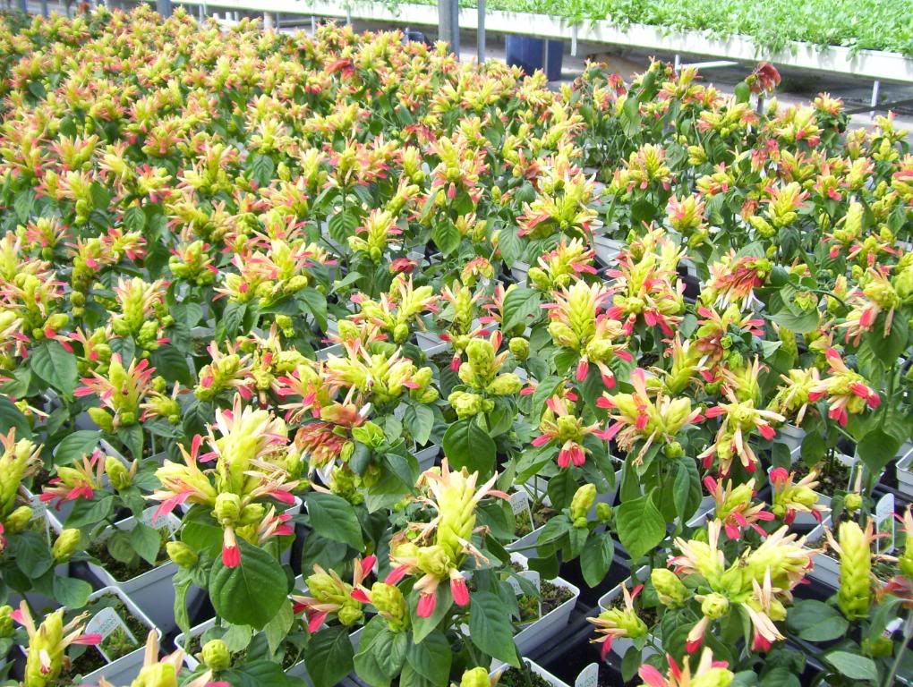 Shrimp Plant ‘Fruit Cocktail’ Photo by drapelady | Photobucket